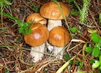 Грибные места Челябинской области