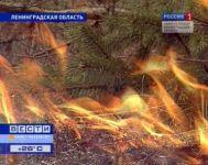  Жара грозит лесными пожарами
