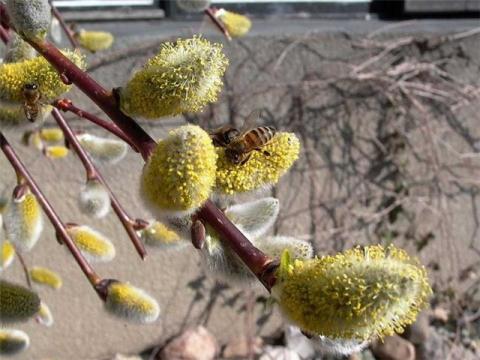 Какой будет апрель в Кирове
