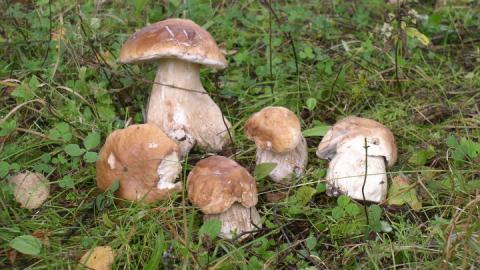 Грибные места Московской области