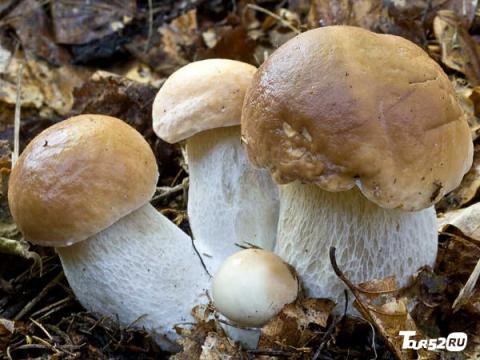 Грибные места Нижегородской оласти