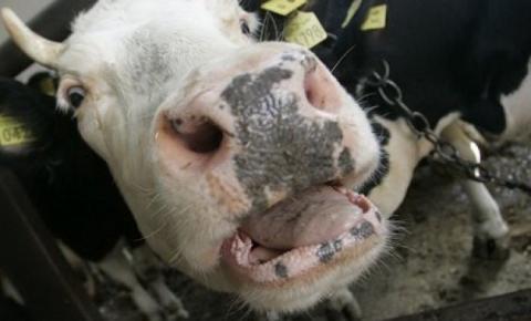 Бешеный карантин в Путятино и СНТ