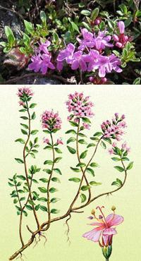 Время сбора лекарственных трав