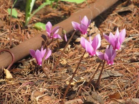Цикламен пурпурный (Cyclamen purpurascens)