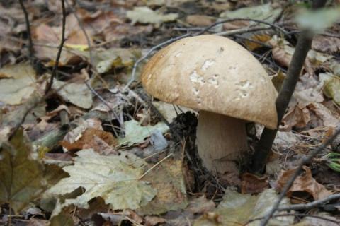 Грибные места Ульяновской области