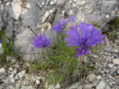 Эдрайантус траволистный (Edraianthus graminifolius)