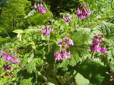  Цикламен фатранский (Cyclamen fatrense)