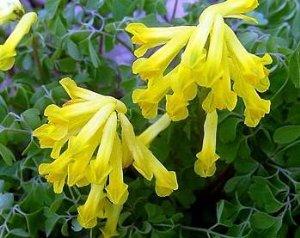 Хохлатка желтая (Corydalis lutea)