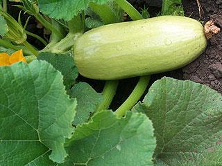 Глубина посева различных семян в почву