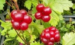 Вкусная дикарка княжевика