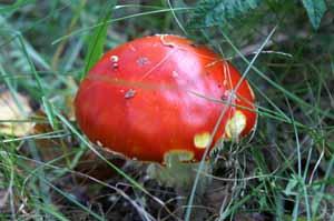 Грибные места Смоленской области