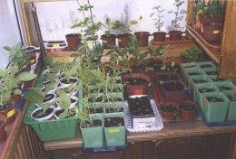 Чёрная ножка и чёрная мушка