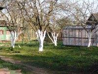 Побелка деревьев в саду