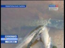 В реке Войтоловка под Кировском — массовый замор рыбы
