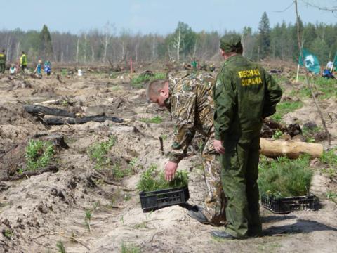 Шанс посадить дерево