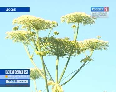 Истребим, уничтожим врага!