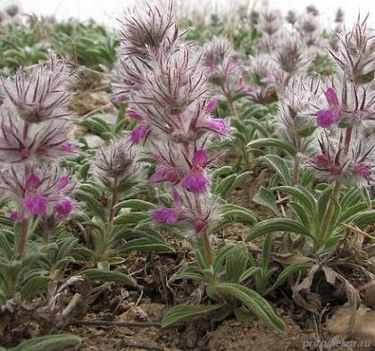 Чистец лавандолистный (Stachys lavandulifolia)