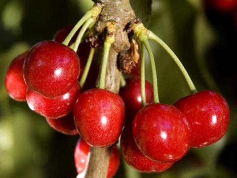 Сорта алтайской зимостойкой вишни