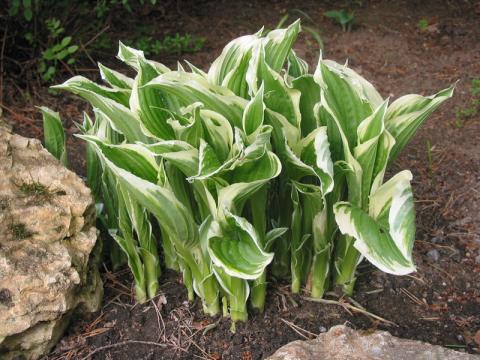 Хоста курчавая (Hosta crispula)