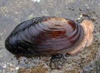 Гладышевский заказник