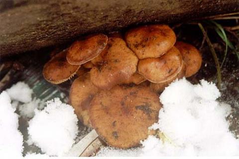 Flammulina velutipes, Зимний гриб